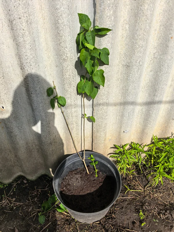 Сирень саженец