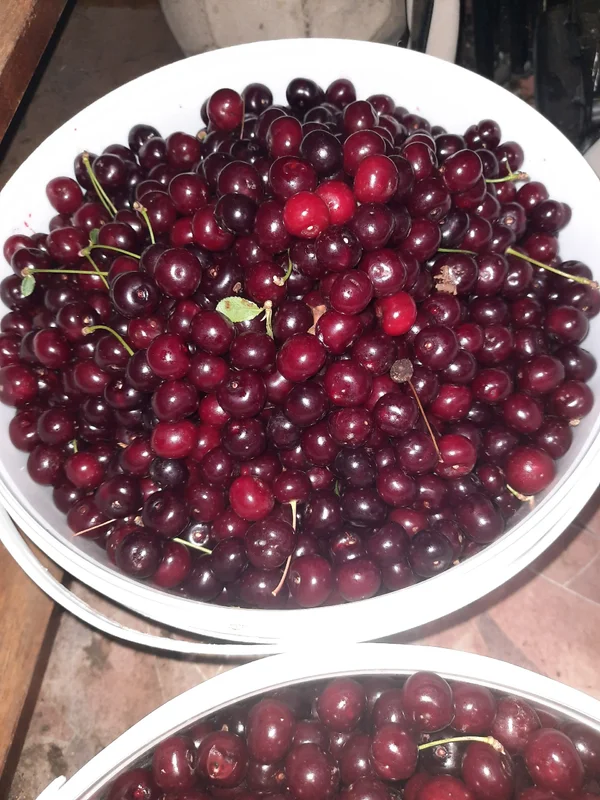 Вишня
