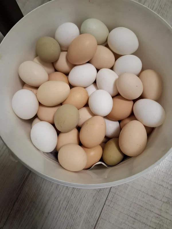 Домашние яйца