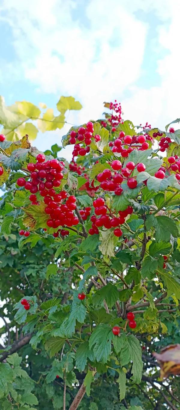Калина