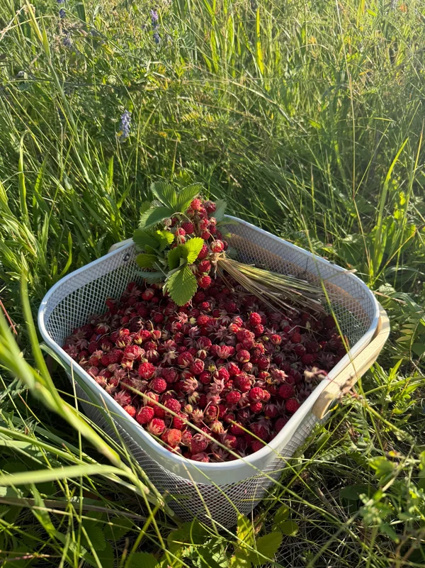 Земляника луговая
