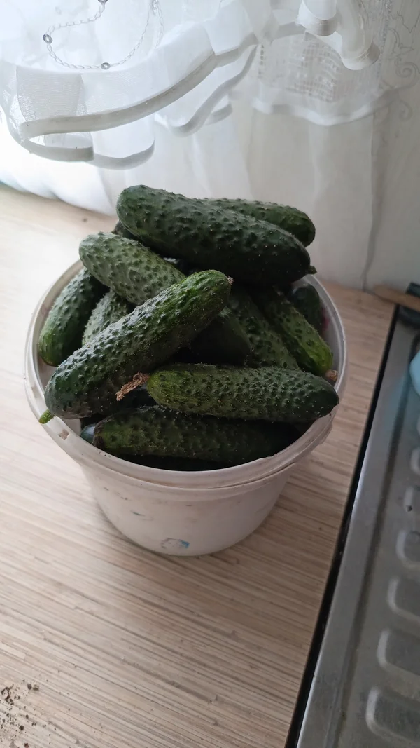 Огурцы