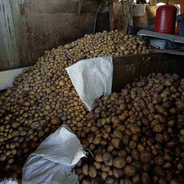 Картофель