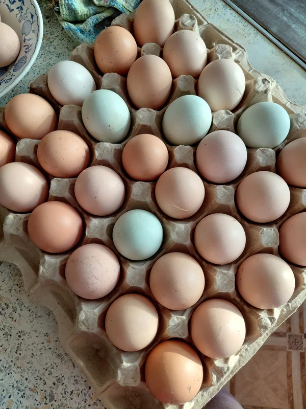 Домашние куриные яйца