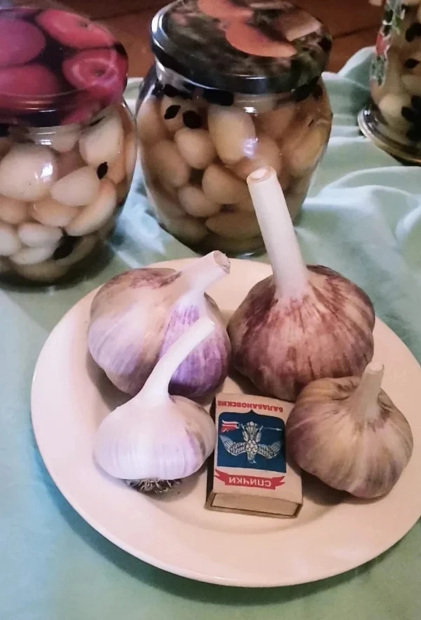 Чеснок
