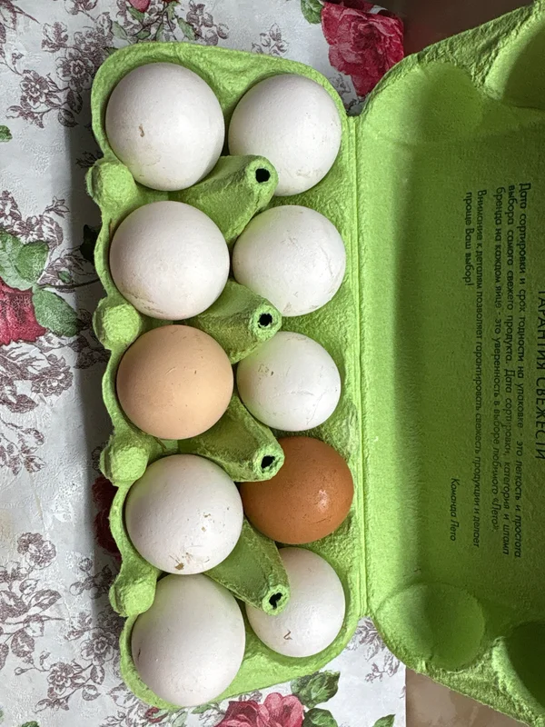 Яйца домашние