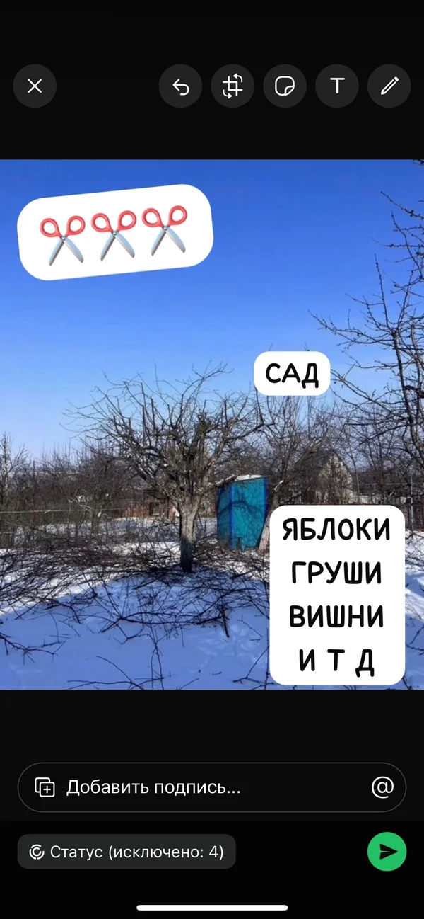 Яблоки