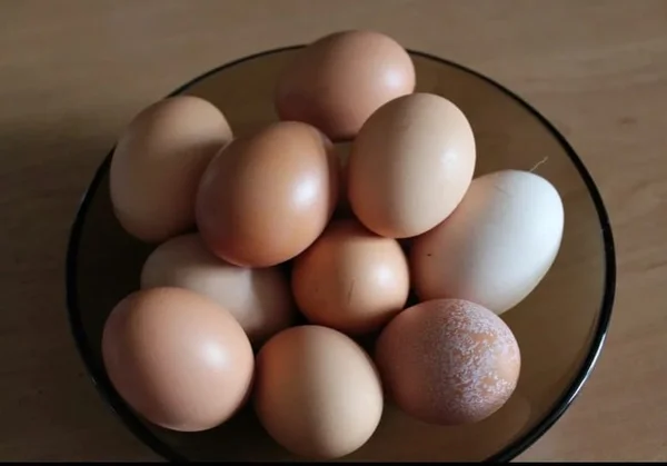 Яйцо куриное