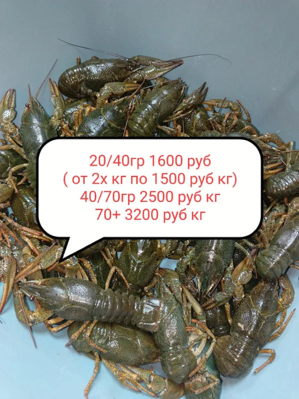 Раки