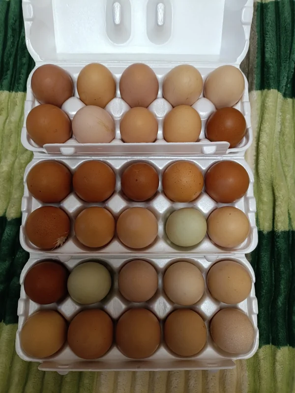 Яйцо куриное домашнее