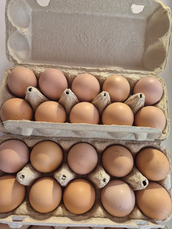 Яйцо куриное