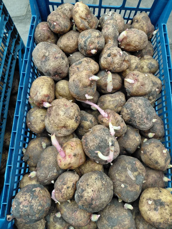 Картофель на посадку