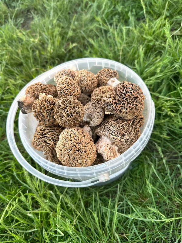 Сморчки
