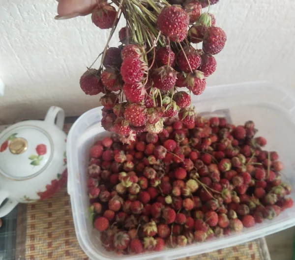 Земляника луговая
