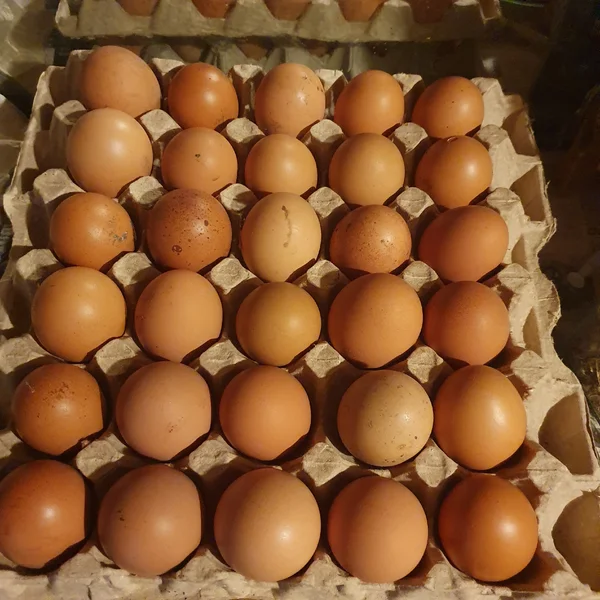Яйцо домашнее куриное