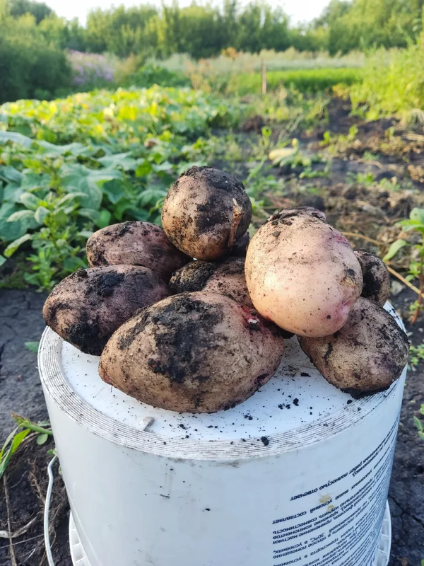 Картофель