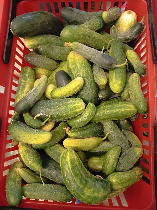 Огурцы