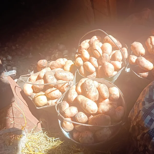 Картофель