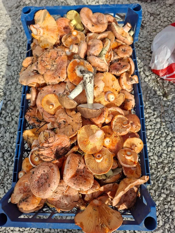 Рыжики