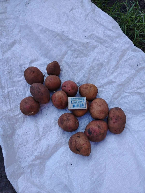 Семенной картофель