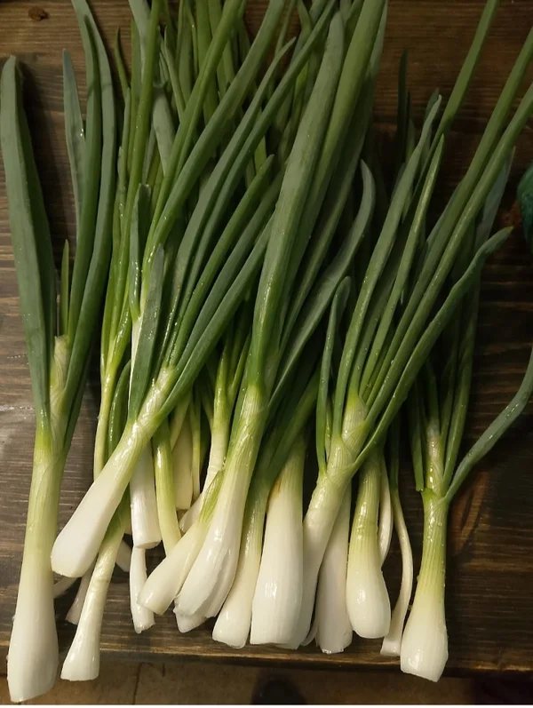 Лук зелёный