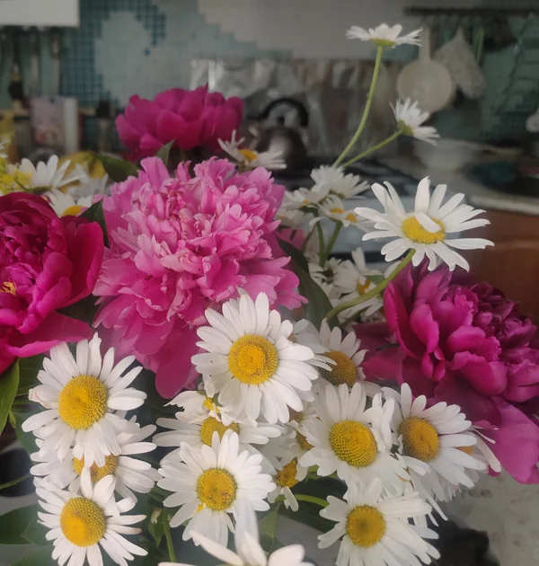 Ромашки
