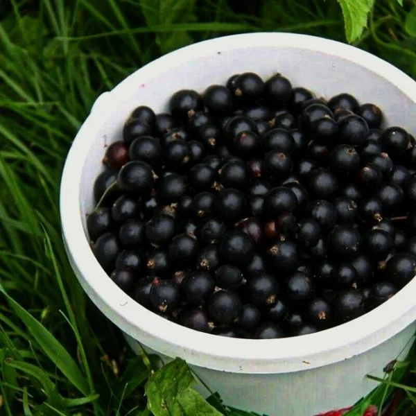 Чёрная смородина