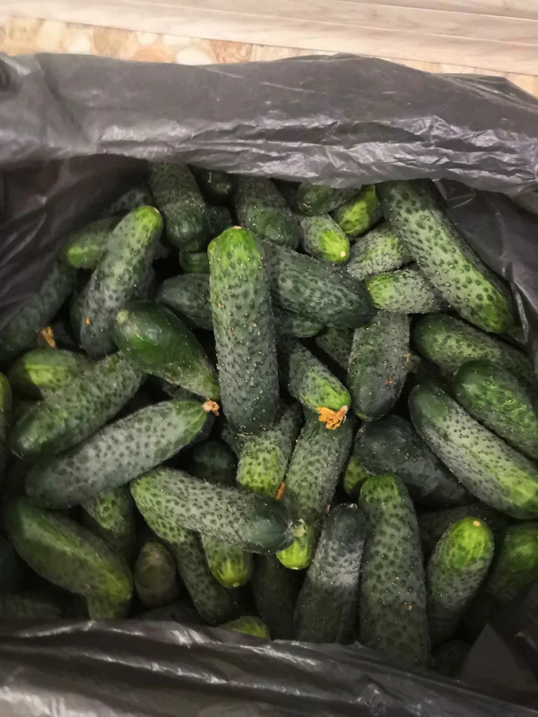 Огурцы