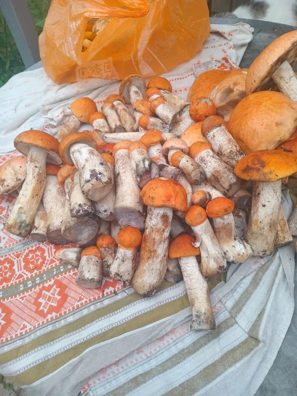 Подосиновики