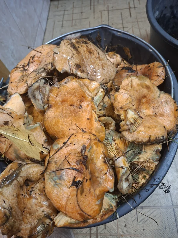 Рыжики