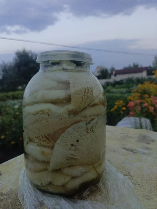 Белый груздь