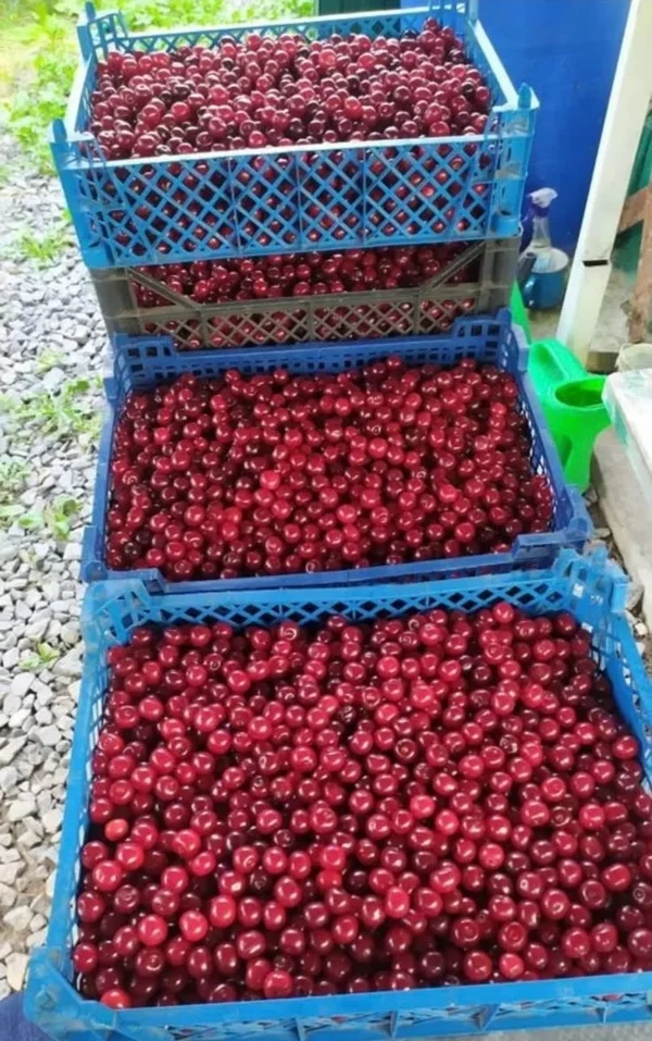 Вишня