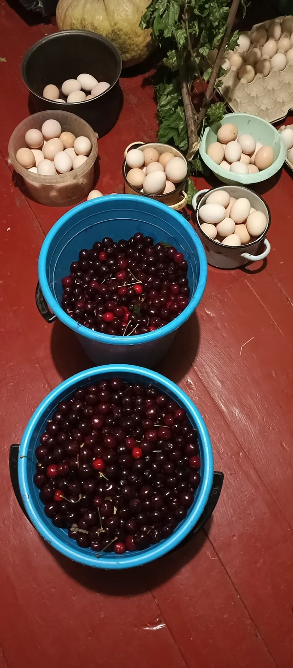 Черешня