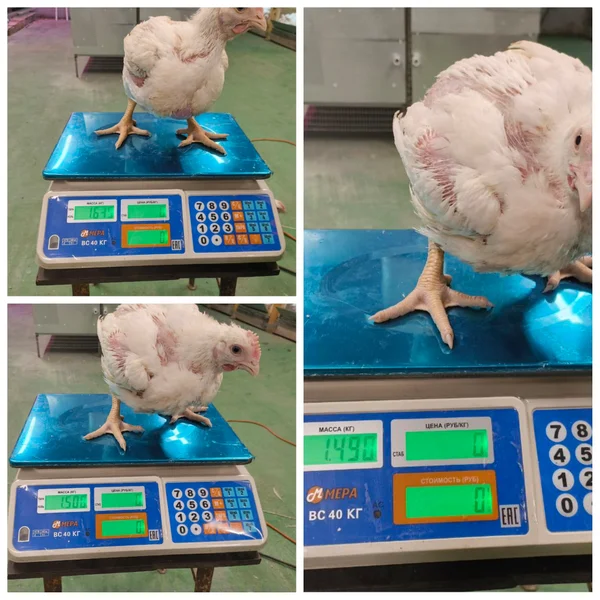 Месячный бройлер Кобб 500