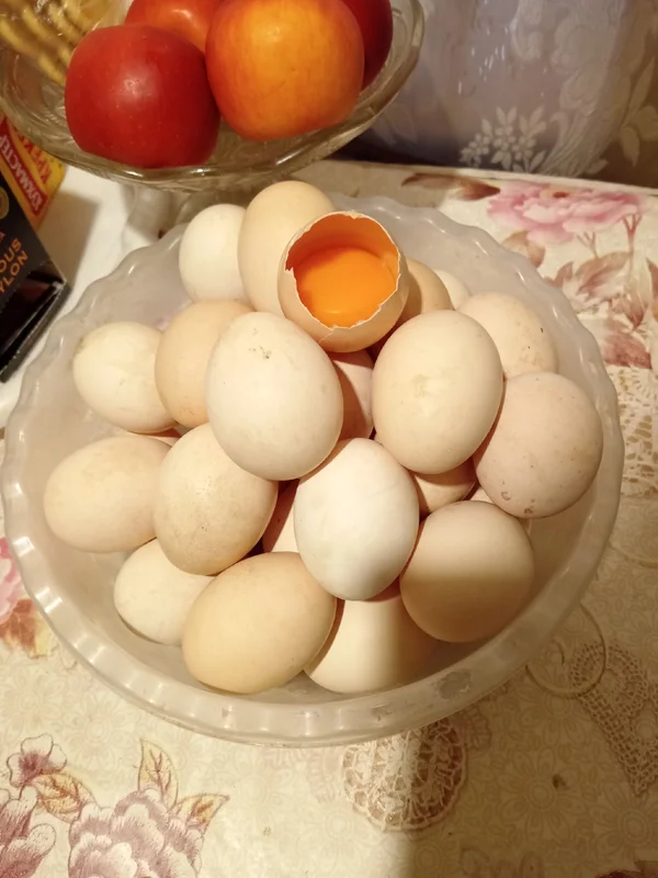 Курочки молодые