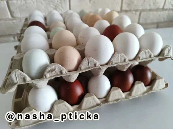 Куриные яйца домашние