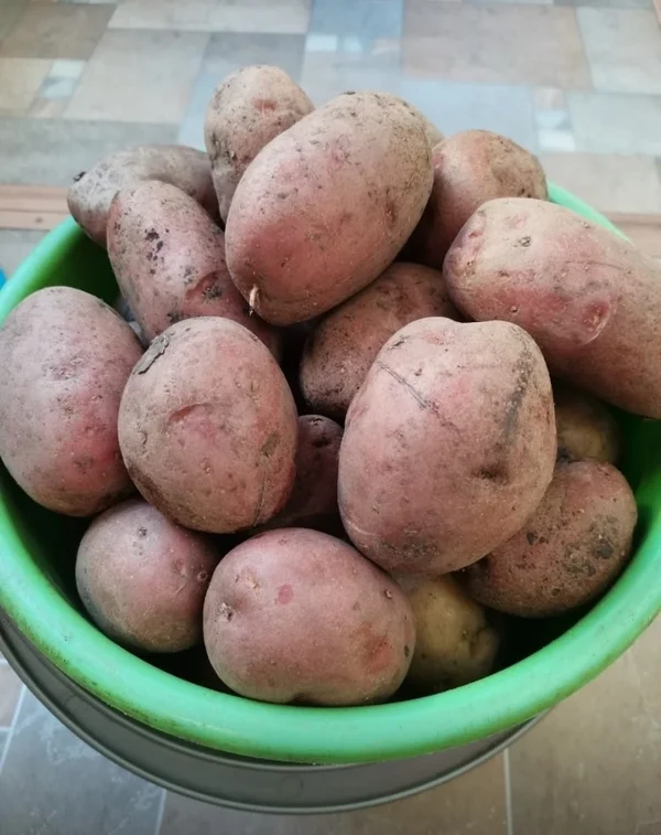 Картофель