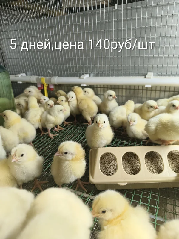 Цыплята бройлеры Кобб 500