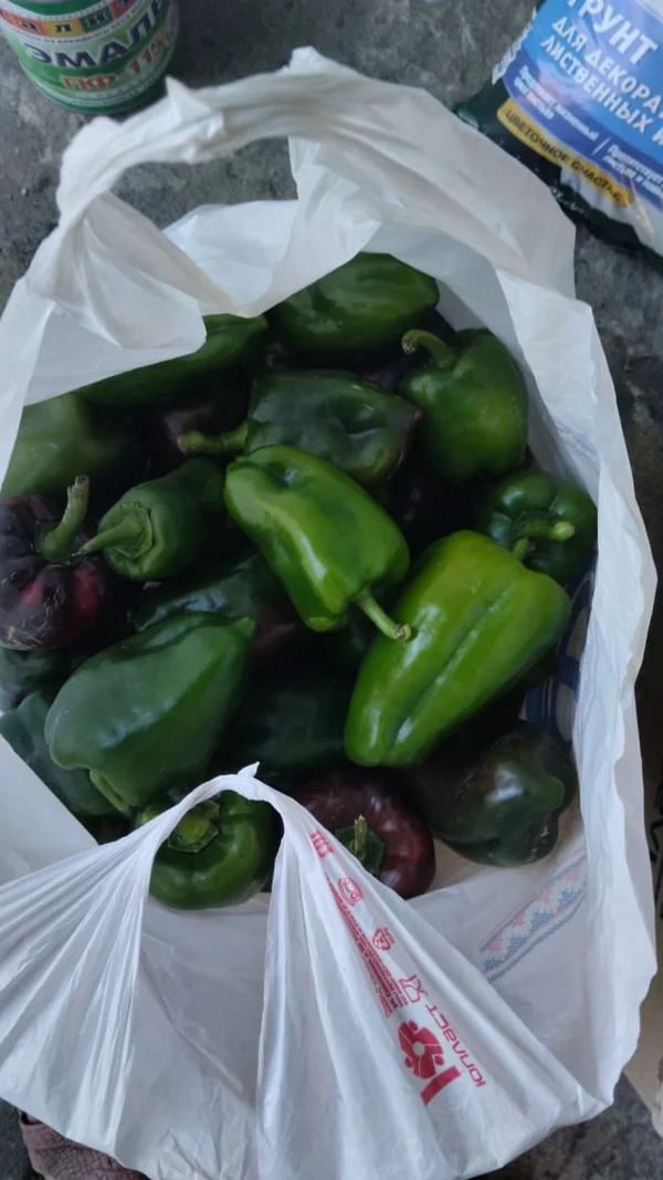 Картофель