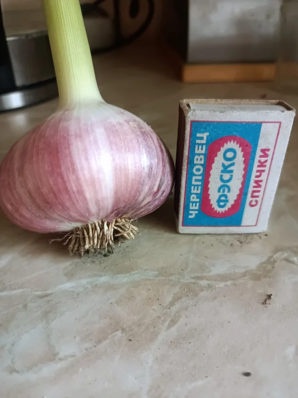 Чеснок