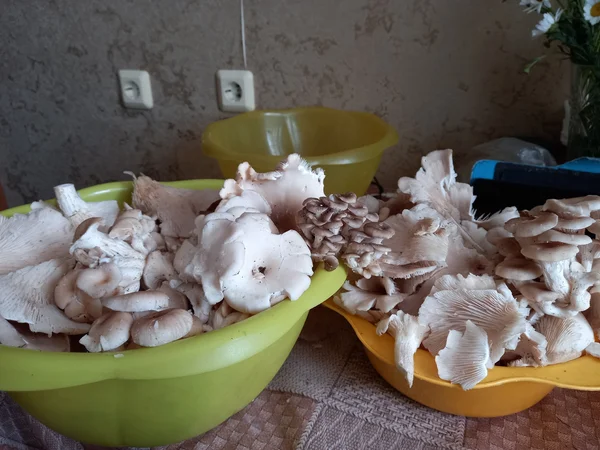 Вешенки лесные