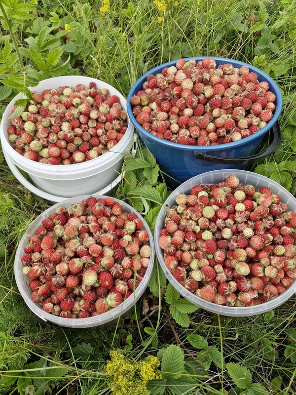 Луговая клубника