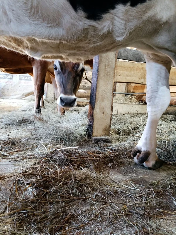 Молочная продукция из цельного молока