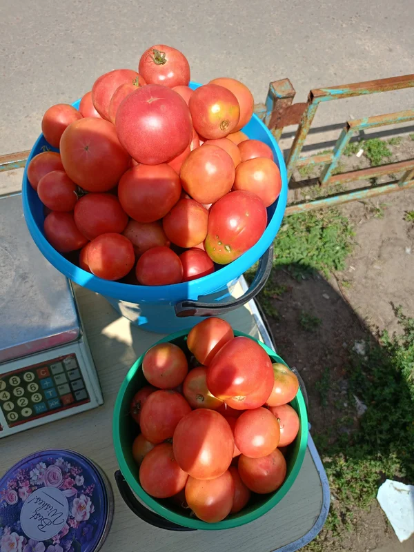 Помидоры