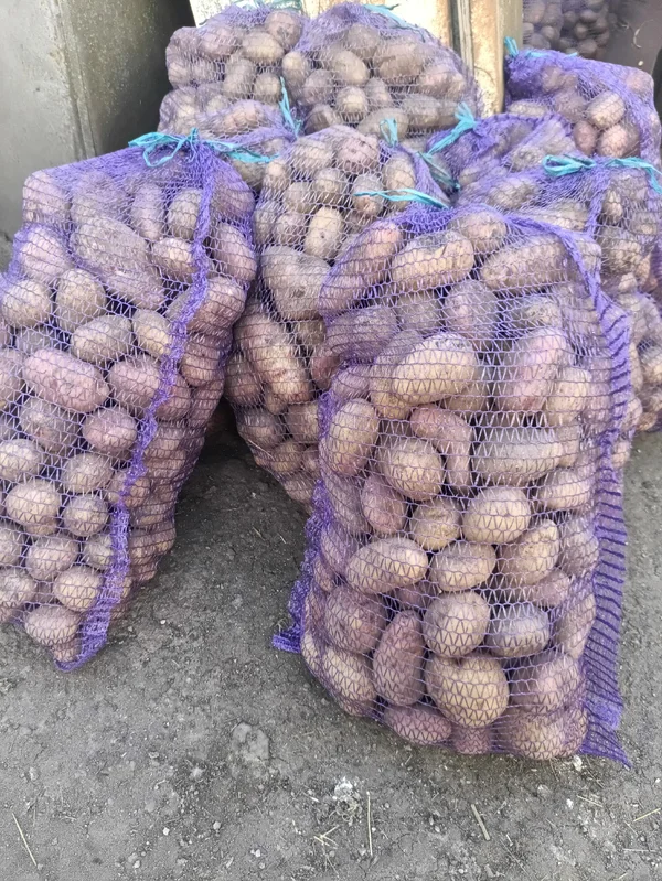 Картофель крупный