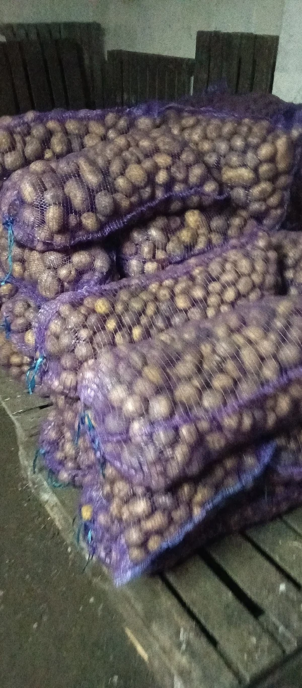 Картофель домашний Пикассо и домарис