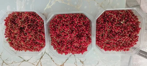 Красная смородина