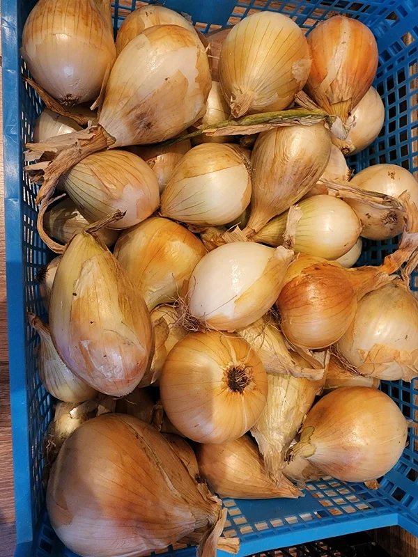 Лук эксибишен