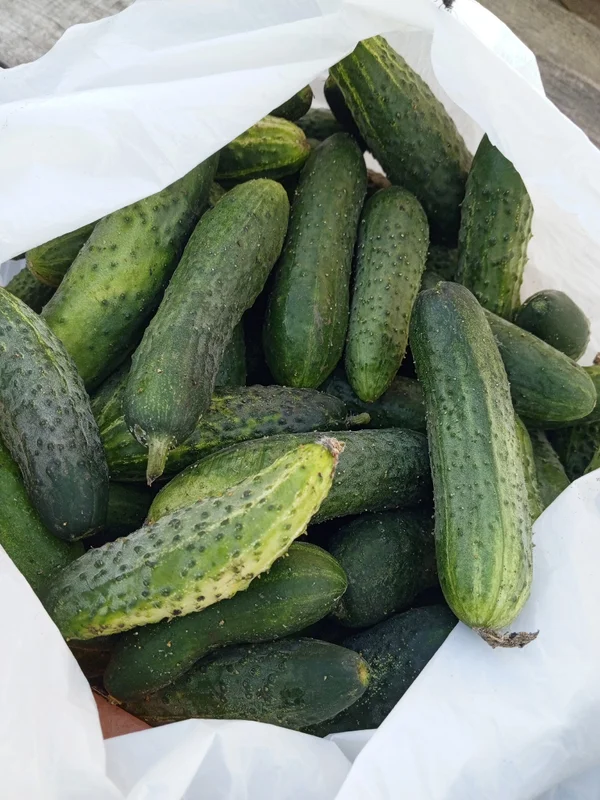 Картофель молодой