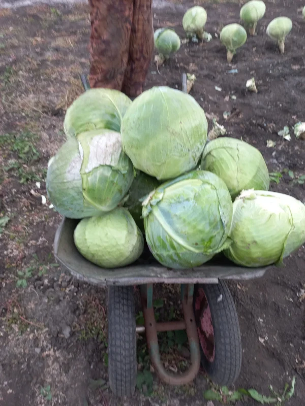Капуста
